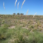 0611 - Pampas Grass