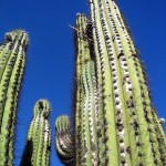 0707 - Cactus Tower - Valle de la Lune National Park - Argentina