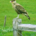 W03 - Crested Caracaras